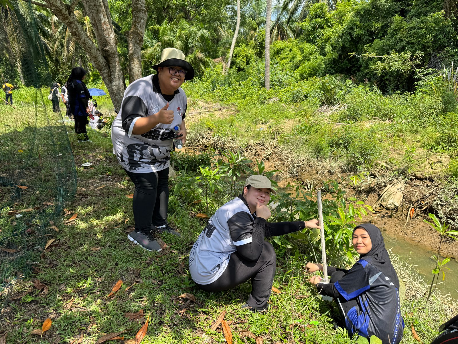 Mangrove